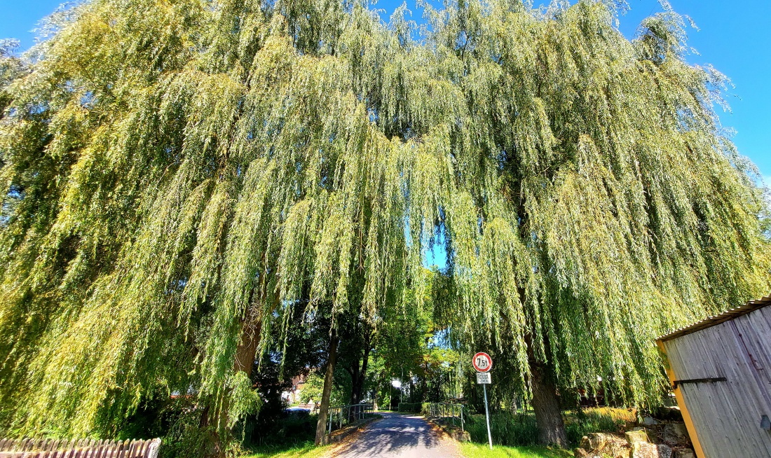Foto: Martin Zehrer - Wow, eine riesige Trauerweide in Tremmersdorf  