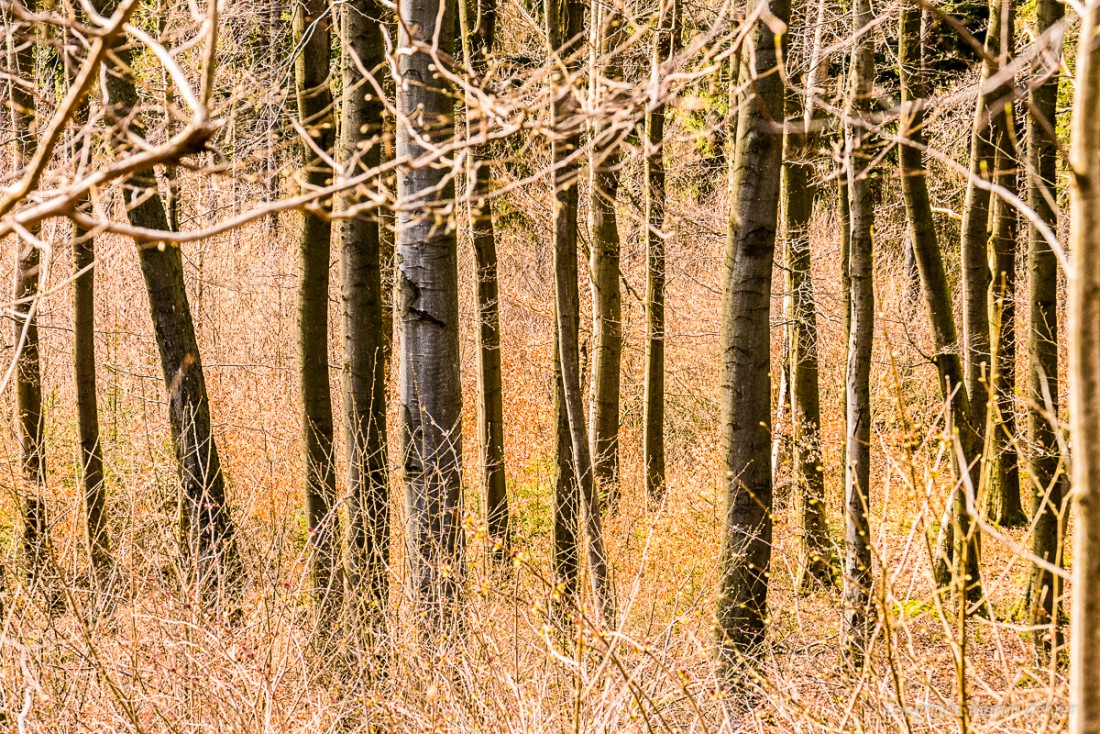 Foto: Martin Zehrer - Frühling auf dem Armesberg. Erste Hummeln fliegen durch die Gegend. Schmetterlinge lassen sich entdecken. Grüne kleine Pflanzen drücken mit aller Kraft durch das Herbstla 