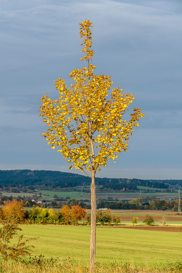 Foto: Martin Zehrer - Herbst! 