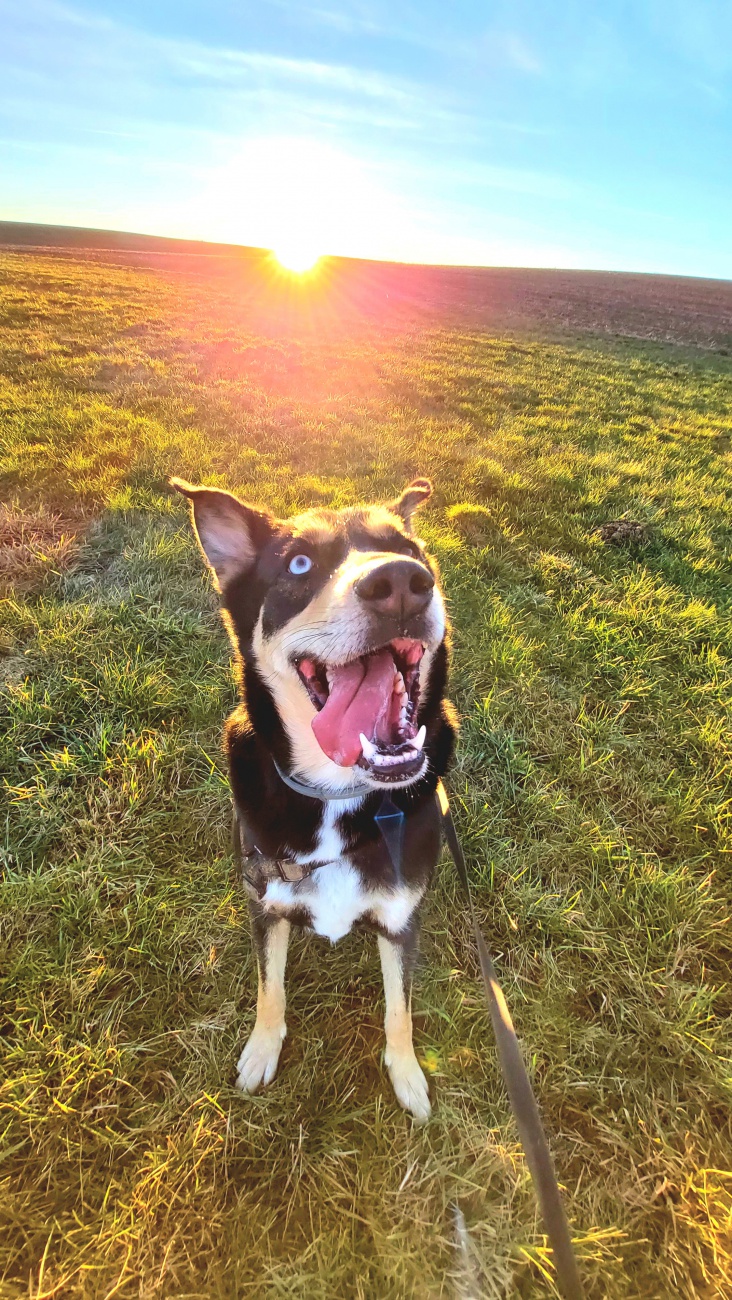 Foto: Martin Zehrer - Gassi gehen im Sonnenuntergang  - Vito aus dem Tierheim Tirschenreuth sucht sein F&uuml;r-Immer-Zuhause.  
