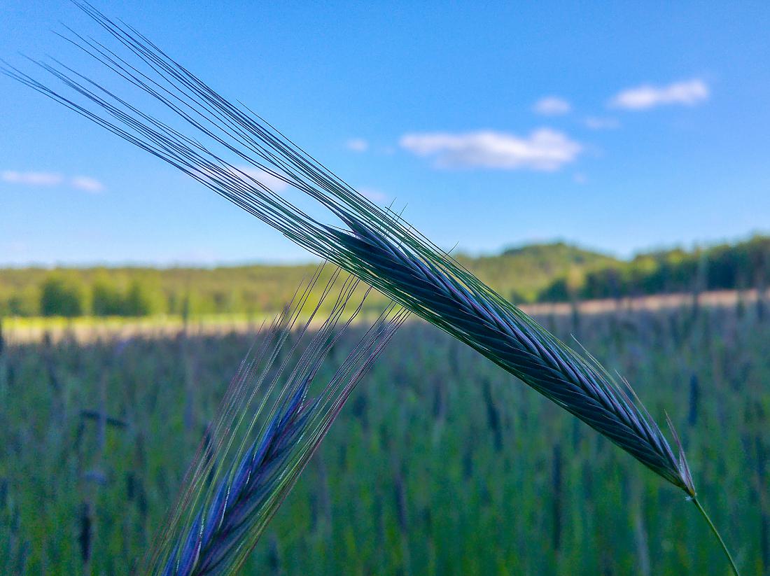 Foto: Martin Zehrer - Noch nicht reif... 30. Mai 2019 