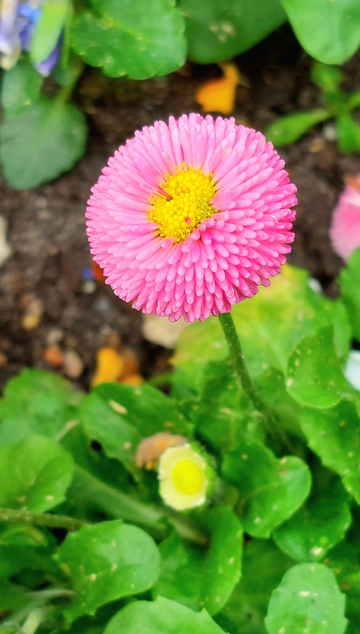 Foto: Martin Zehrer - Blumen-Paradies in der Eremitage Bayreuth... 