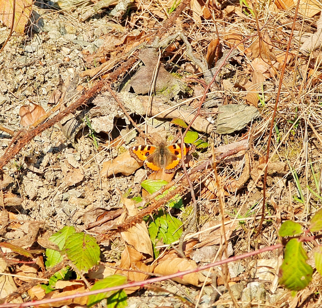 Foto: Jennifer Müller - Heute gesehen droben bei Godas! Die Frühlingsboten sind endlich da! 