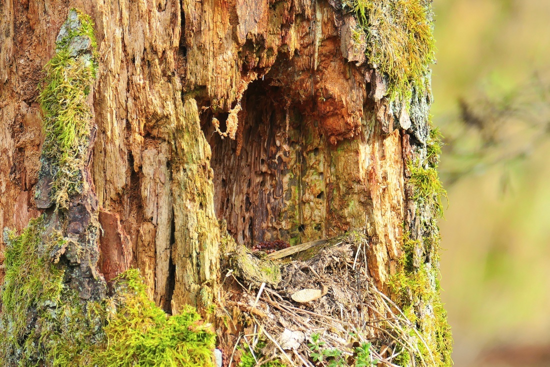 Foto: Martin Zehrer - Ein Loch in einem alten Baum.<br />
Vermutlich war hier ein Specht am Werk...<br />
<br />
Wohnungsbau an der Tauritzmühle  ;-) 