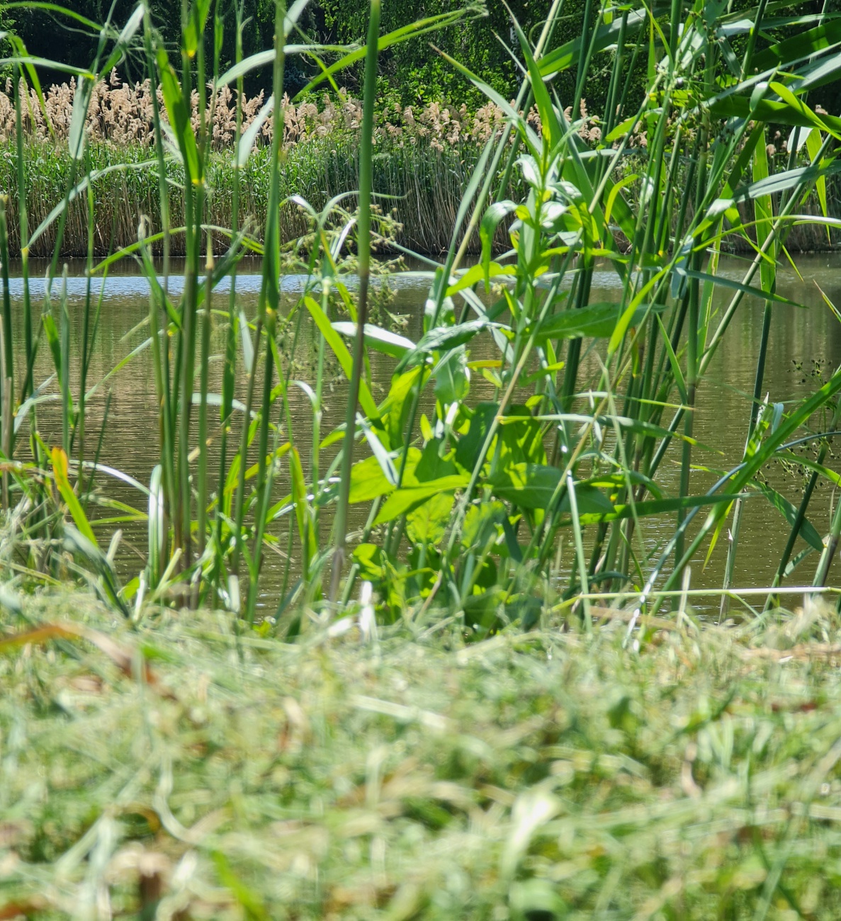 Foto: Jennifer Müller - Ein sommerlicher Spaziergang am Weiher. 