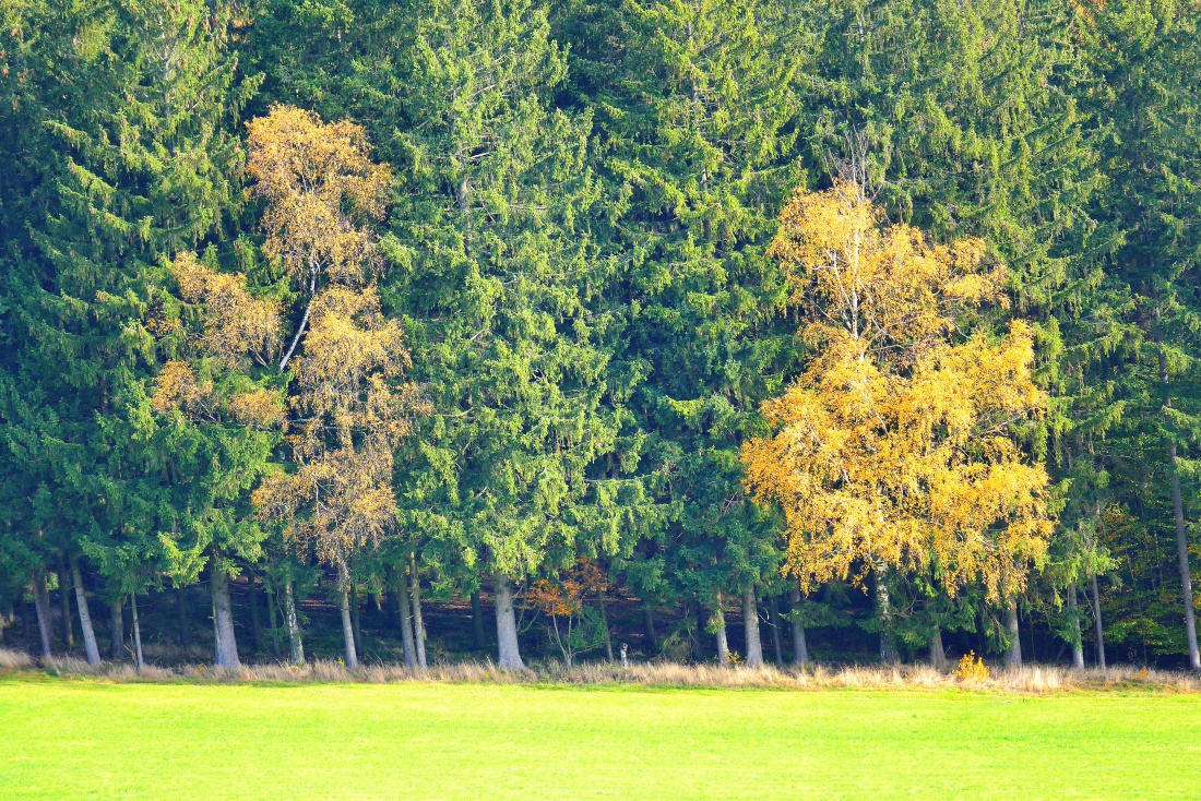 Foto: Martin Zehrer - Herbstfarben... 