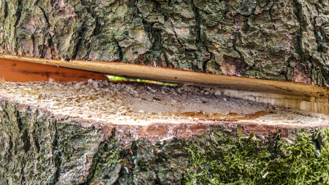 Foto: Martin Zehrer - Zufällig entdeckt... Ein durchgesägter Baum steht senkrecht im Wald... Ist das nicht gefährlich? Selbst der Keil steckt noch drinnen... 