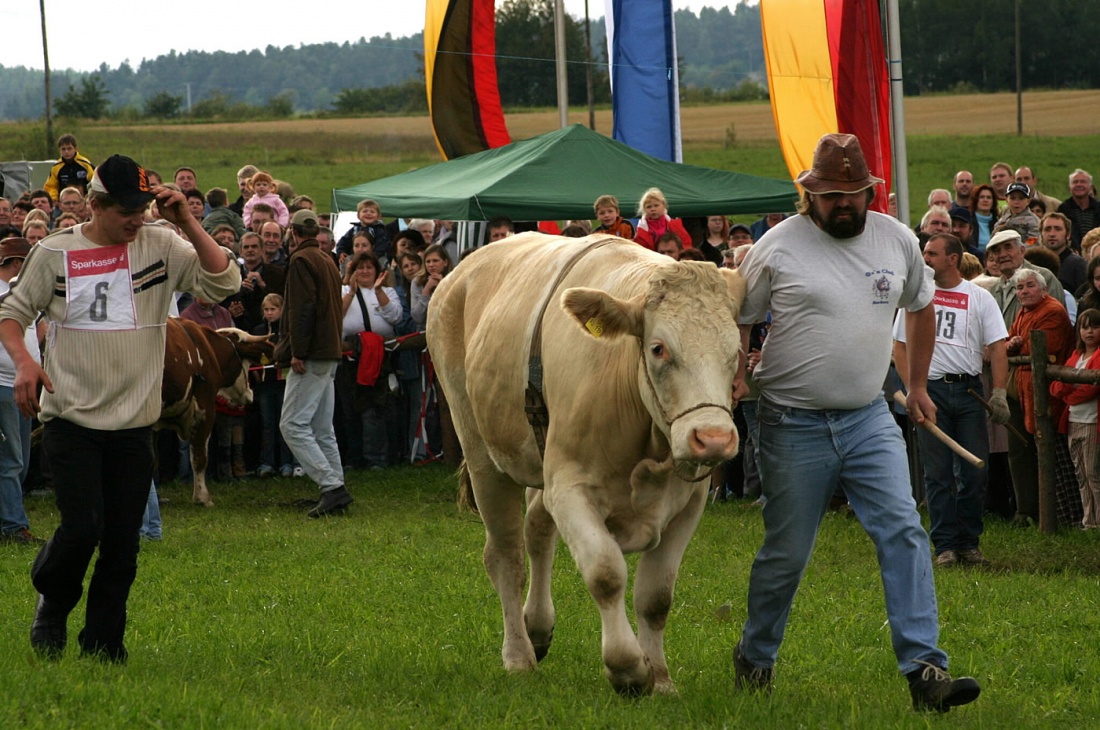 Foto: Thomas Zehrer - Ochsenrennen 2006 in Selbitz auf dem Kaußler-Hof...<br />
<br />
Die Teams werden vorgestellt, dabei zogen die Ochsen mit ihren Reitern langsam vor den Zuschauern vorbei... 