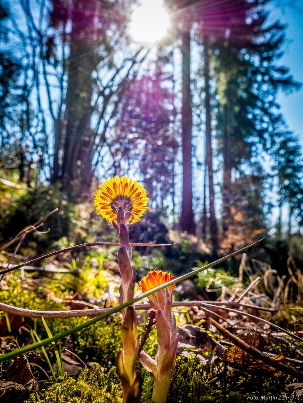 Foto: Martin Zehrer - Das Streben nach Licht... Der Sonne entgegen!!!<br />
<br />
Frühling am 7. April 2018 