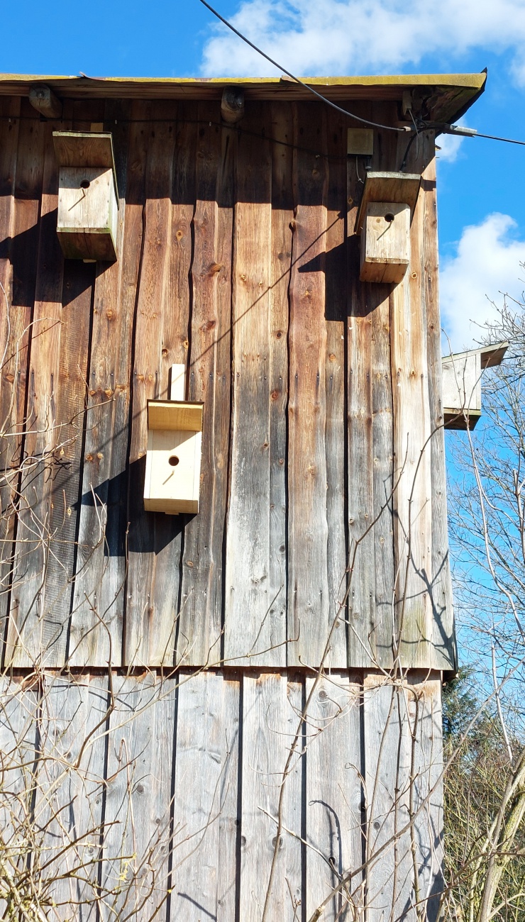 Wohnungsnot beseitigt! 
Ein neuer Nistkasten, unten links, wurde vom Bauer Hermann montiert. 