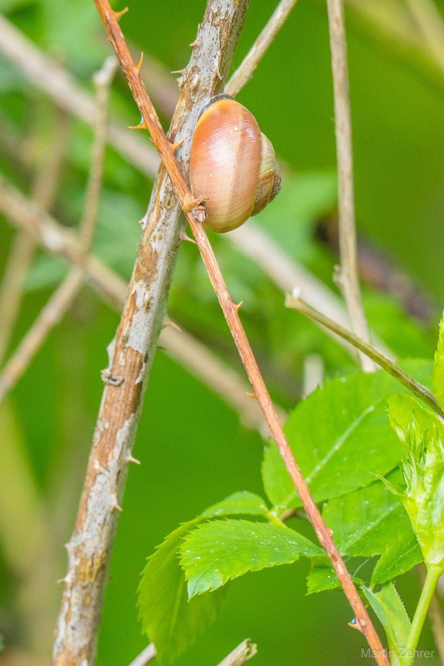 Foto: Martin Zehrer - Eine Schnecke im Baum... 