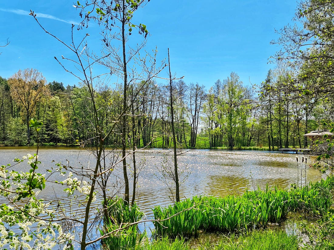 Kemnath blüht!
Ein strahlender Frühlingstag lädt ein zum Spaziergang rund um Kemnath. 