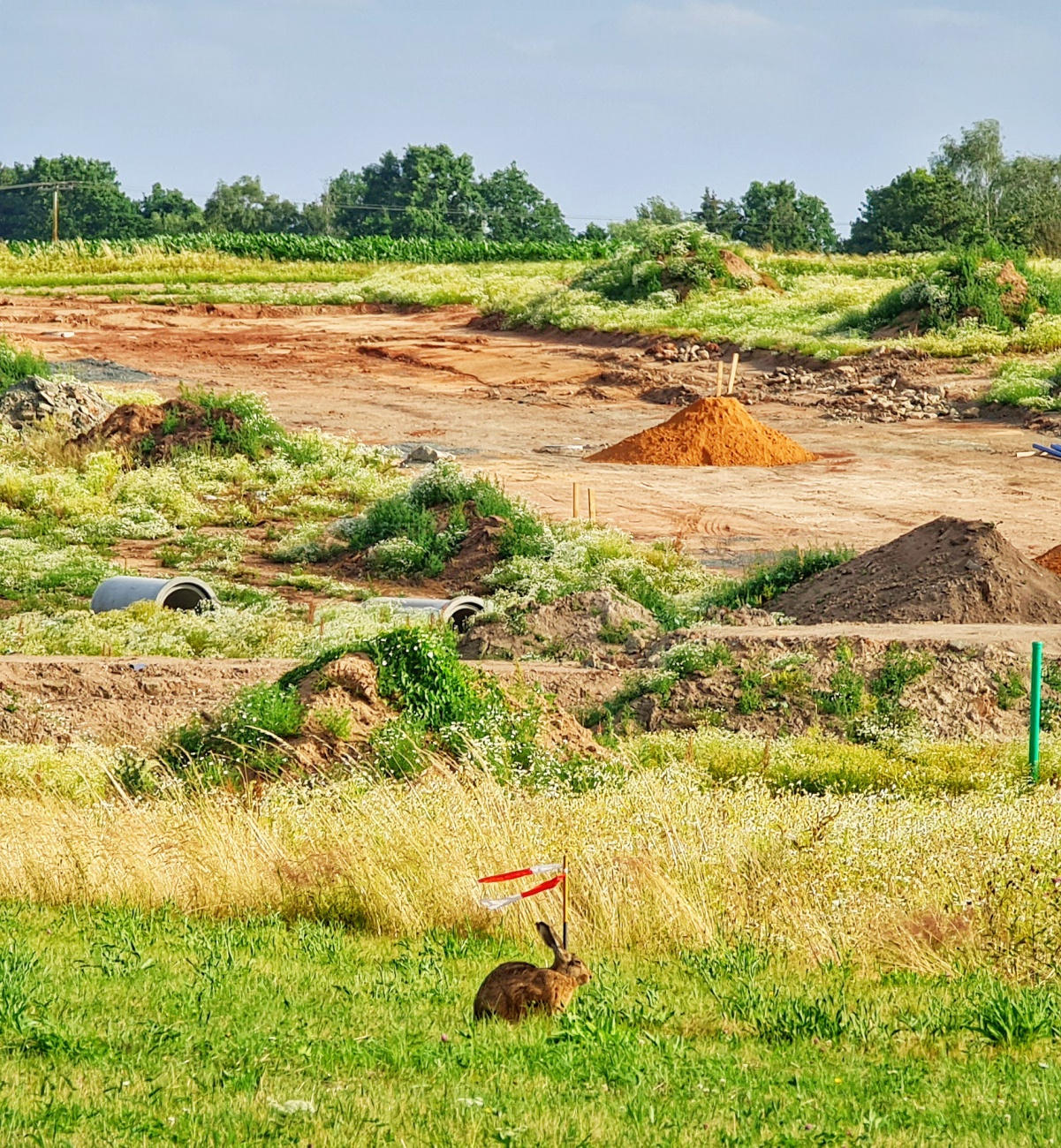 Foto: Jennifer Müller - Suchbild ;-)<br />
Finde den Hasen...<br />
<br />
Die Baustelle im neuen Gewerbegebiet in Kemnath - und mittendrin Meister Lampe. 