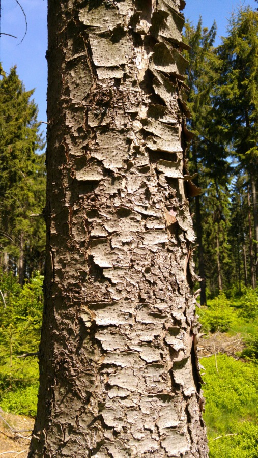 Foto: Martin Zehrer - Schuppen-Baum... Was da wohl los ist? 