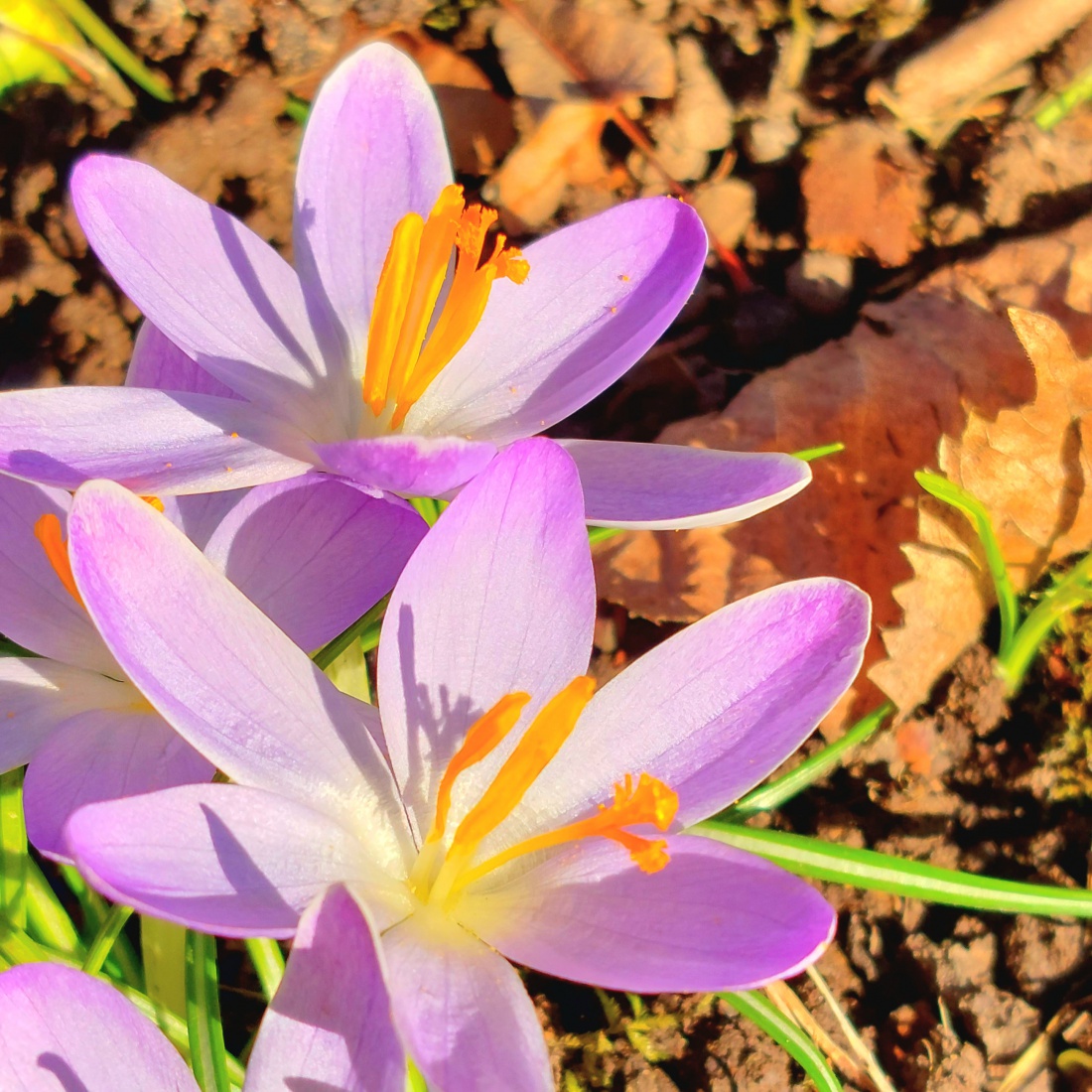 Foto: Martin Zehrer - Früüühling!!!! 