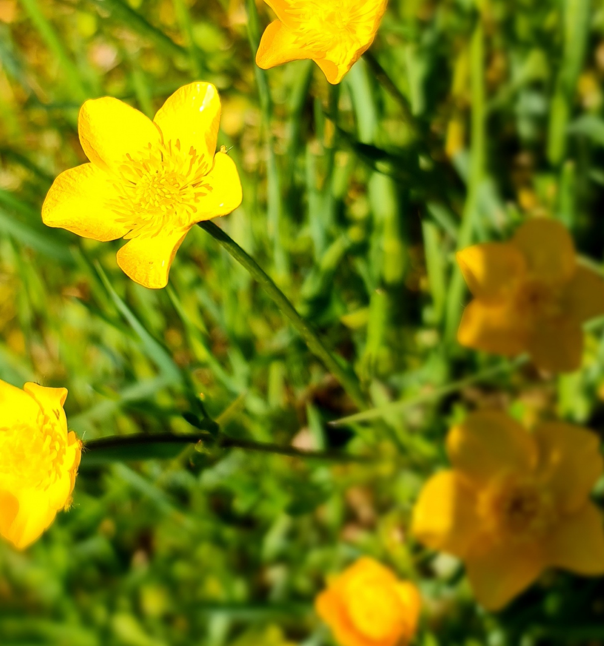 Kemnath blüht!
Ein strahlender Frühlingstag lädt ein zum Spaziergang rund um Kemnath. 