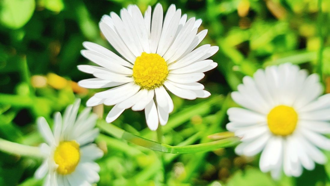 Foto: Maria - Einfach Frühling! 