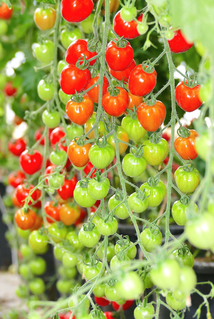 Foto: Martin Zehrer - Sommertage... Im Tomaten-Paradies der Gärtnerei Förth aus Neusorg.  