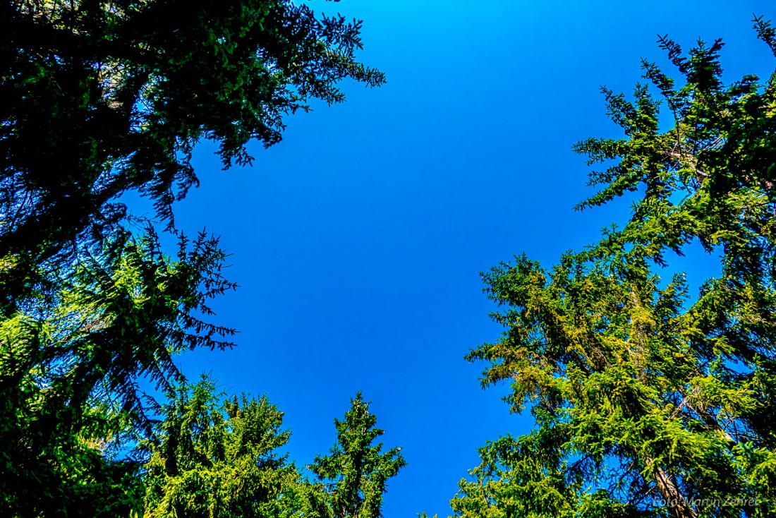 Foto: Martin Zehrer - Baumwipfel im Steinwald. Blauer Himmel, grüne Wipfel... Im Steinwald geht das Herz auf :-D 