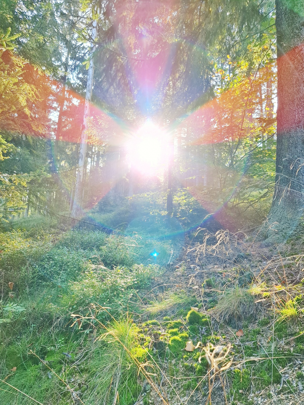 Foto: Jennifer Müller - Morgens Wandern in Godas und Nachmittags hoch zum Steinwald. Ein herrlicher Herbst-Sonnentag machte es uns unmöglich heut zuhause zu bleiben. Wir mussten einfach raus in  