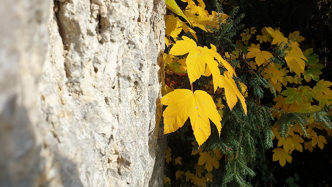 Foto: Martin Zehrer - Herbst in Weltenburg... 25. Oktober 2020 