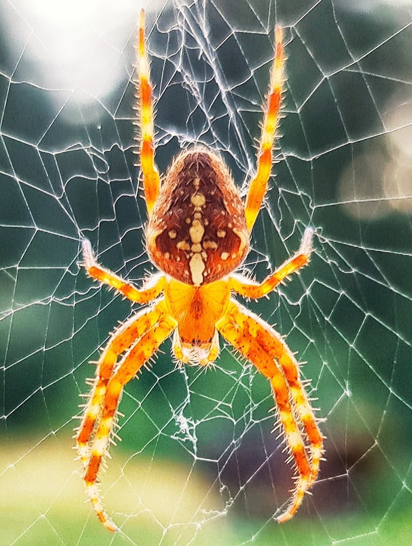 Foto: Jennifer Müller - Die Kreuzspinne, eine begabte Architektin der Natur, webt kunstvolle Netze, die im Sonnenlicht wie Diamanten glitzern. 