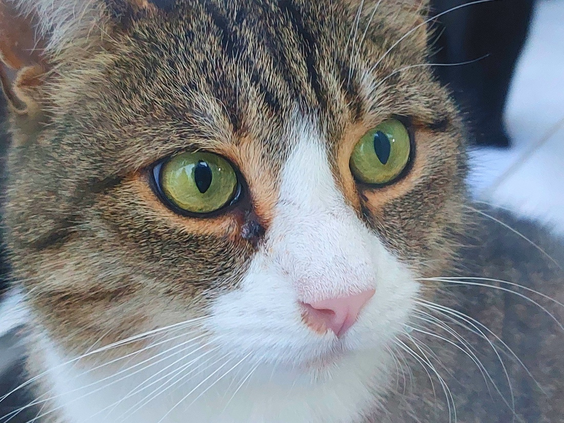 Hübsche Katze im Tierheim Tirschenreuth...
