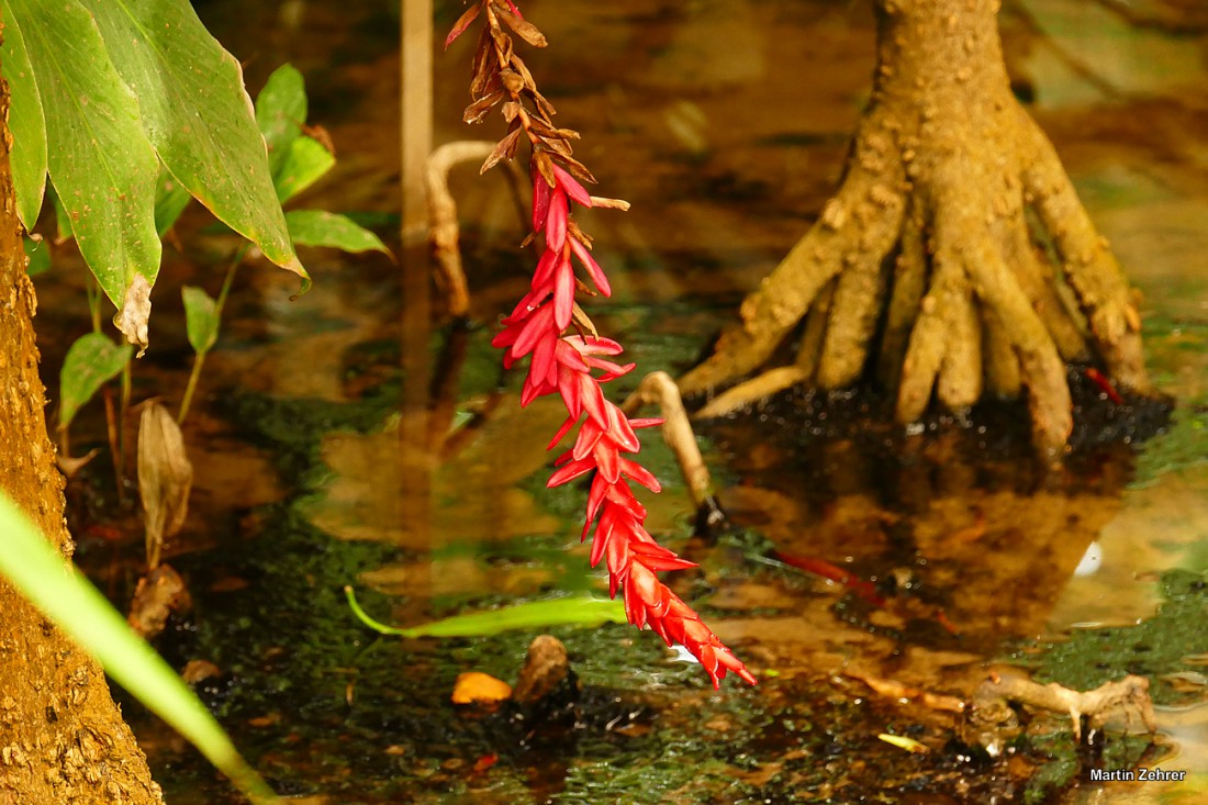 Foto: Martin Zehrer - Ökologisch-Botanischen Garten in Bayreuth. Ausspannen in der Frühlingssonne. Die Blätter rauschen im Wind, Vögel zwitschern um die Wette, das Wasser plätschert im kleinen 