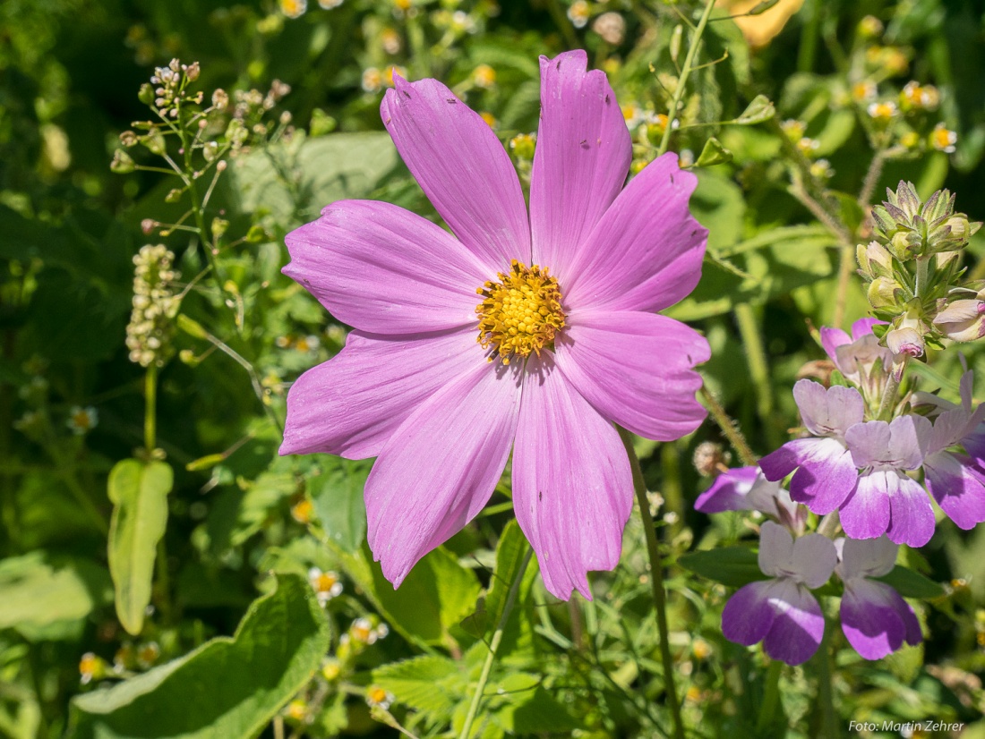 Foto: Martin Zehrer - SMILE - Diese Blume strahlt in den Sommer...<br />
<br />
Radtour von Kemnath nach Waldershof, quer durch den Kösseine-Wald... 