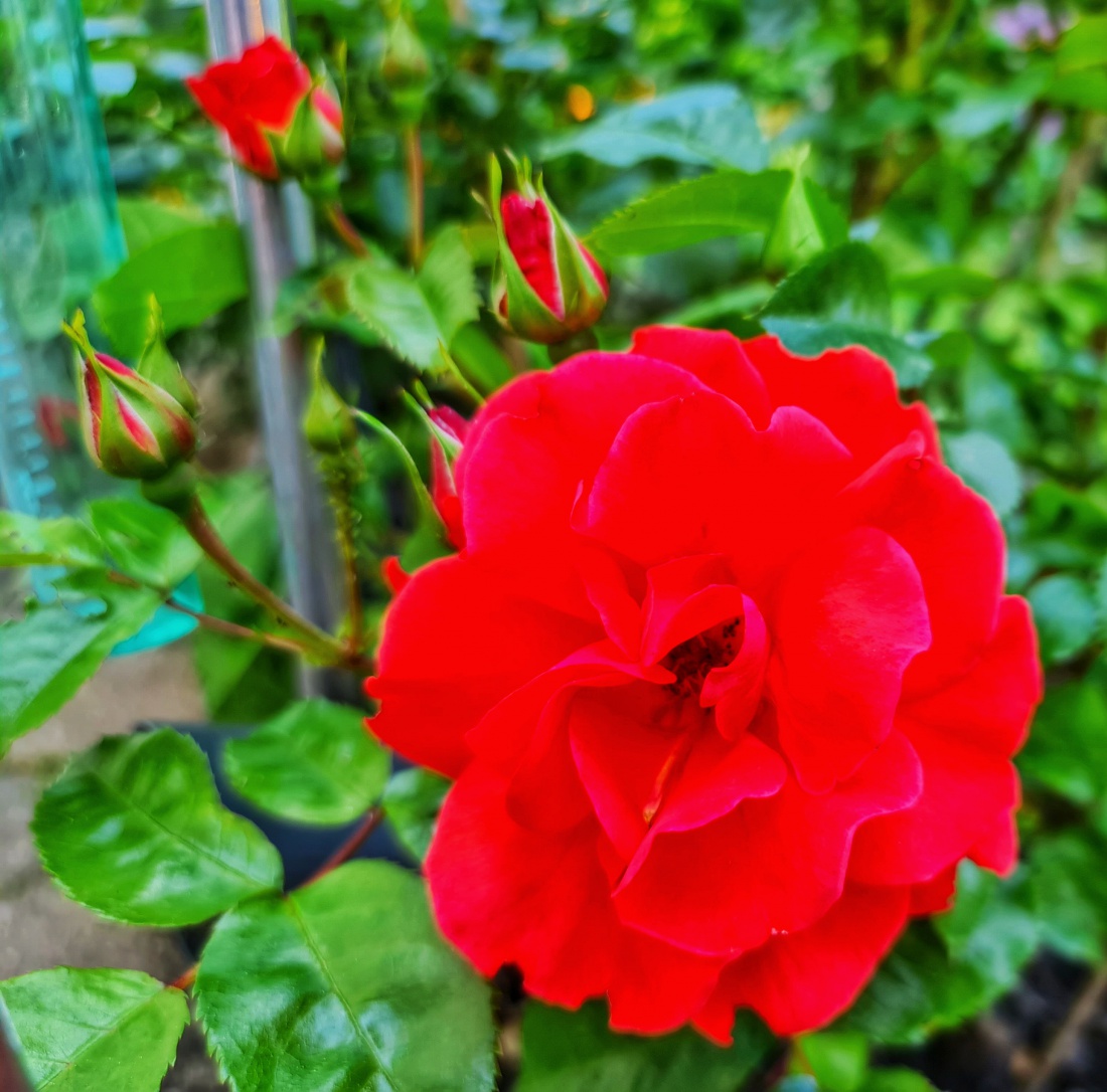 Foto: Jennifer Müller - Das neusorger Rosen-Paradies. 