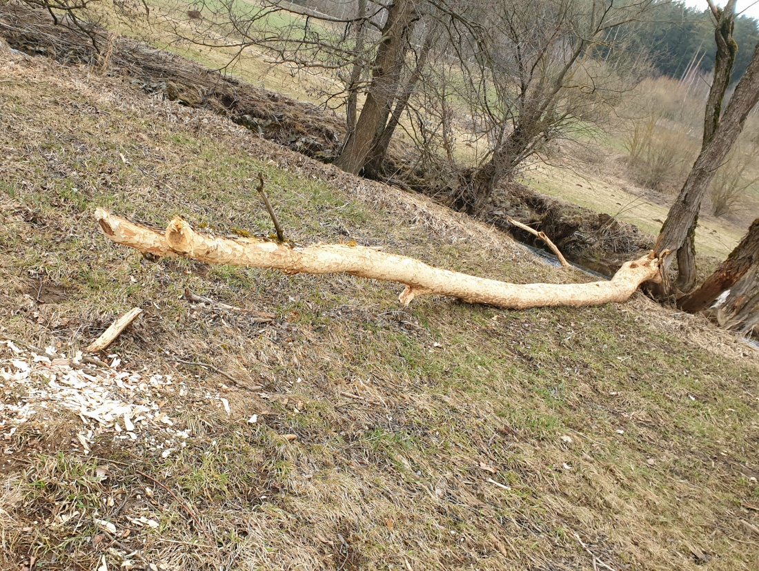 Foto: Martin Zehrer - Liegt da nackt herum, der Baum :-) 