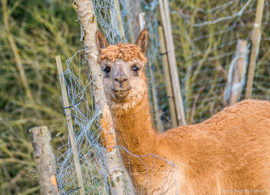 Foto: Martin Zehrer - Wer bist Du??? Wird sich dieses Alpaka gedacht haben... ;-) 