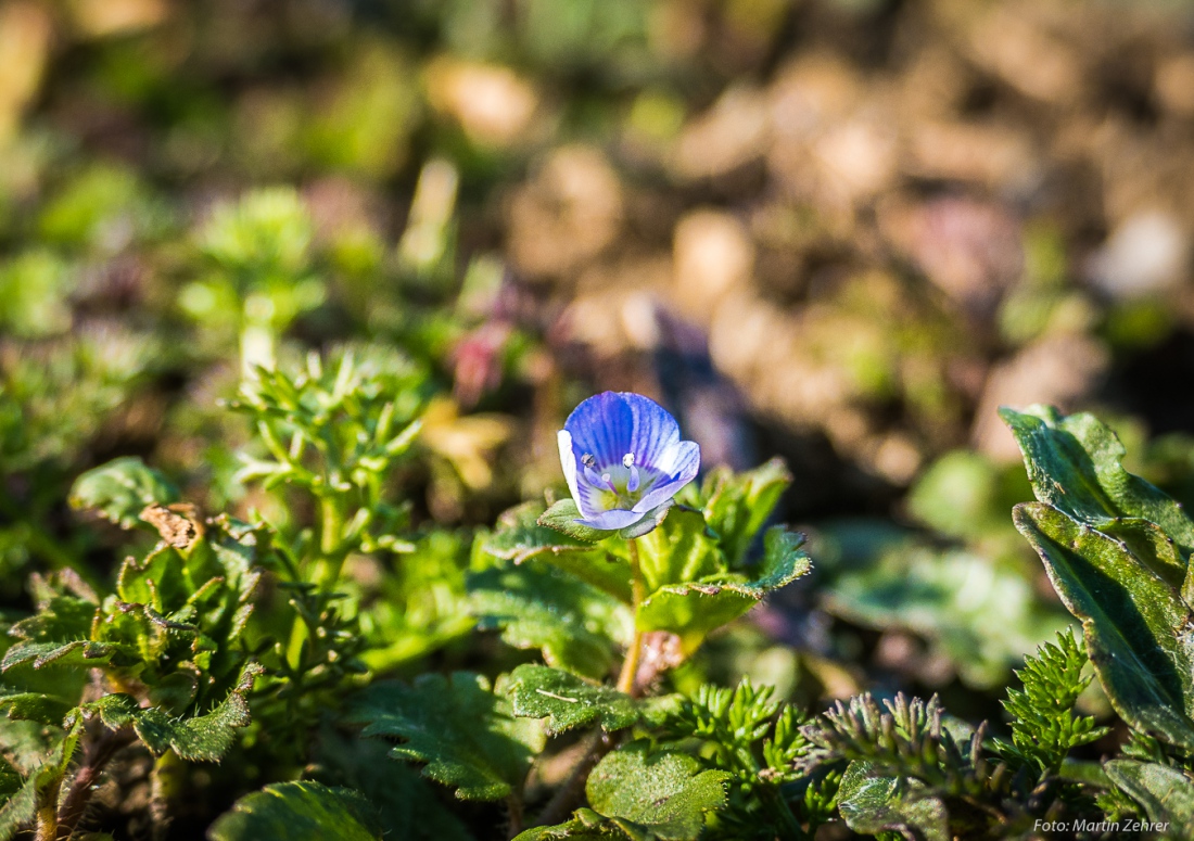 Foto: Martin Zehrer - Auf dem Acker unterhalb vom Armesberg... Blumen, es wird Frühling!<br />
<br />
Samstag, 23. März 2019 - Entdecke den Armesberg!<br />
<br />
Das Wetter war einmalig. Angenehme Wärme, strahl 