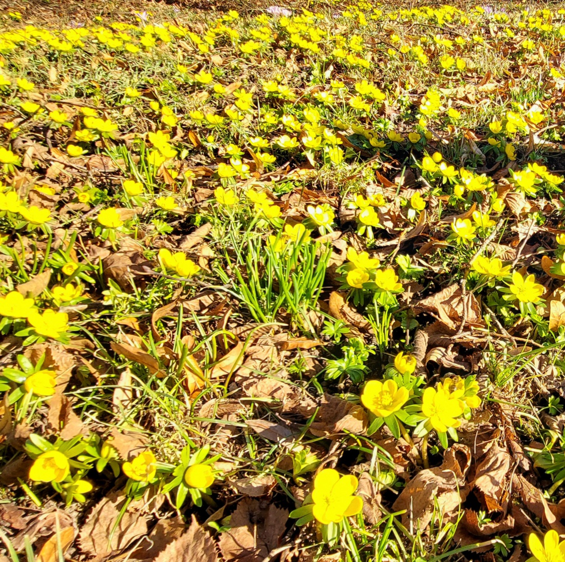 Foto: Martin Zehrer - Wunderschön... die erste Blumenwiese im Februar 2023 