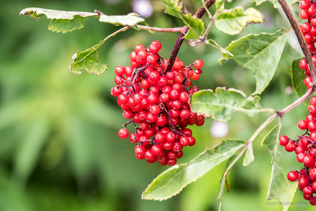 Foto: Martin Zehrer - Schauen fast aus wie Vogelbeeren?! Sind aber sehr rot... gesehen auf dem Armesberg beim Wandern... 