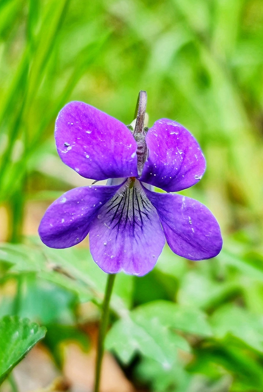 Foto: Jennifer Müller - Wunderschöne Frühlings-Farben... 