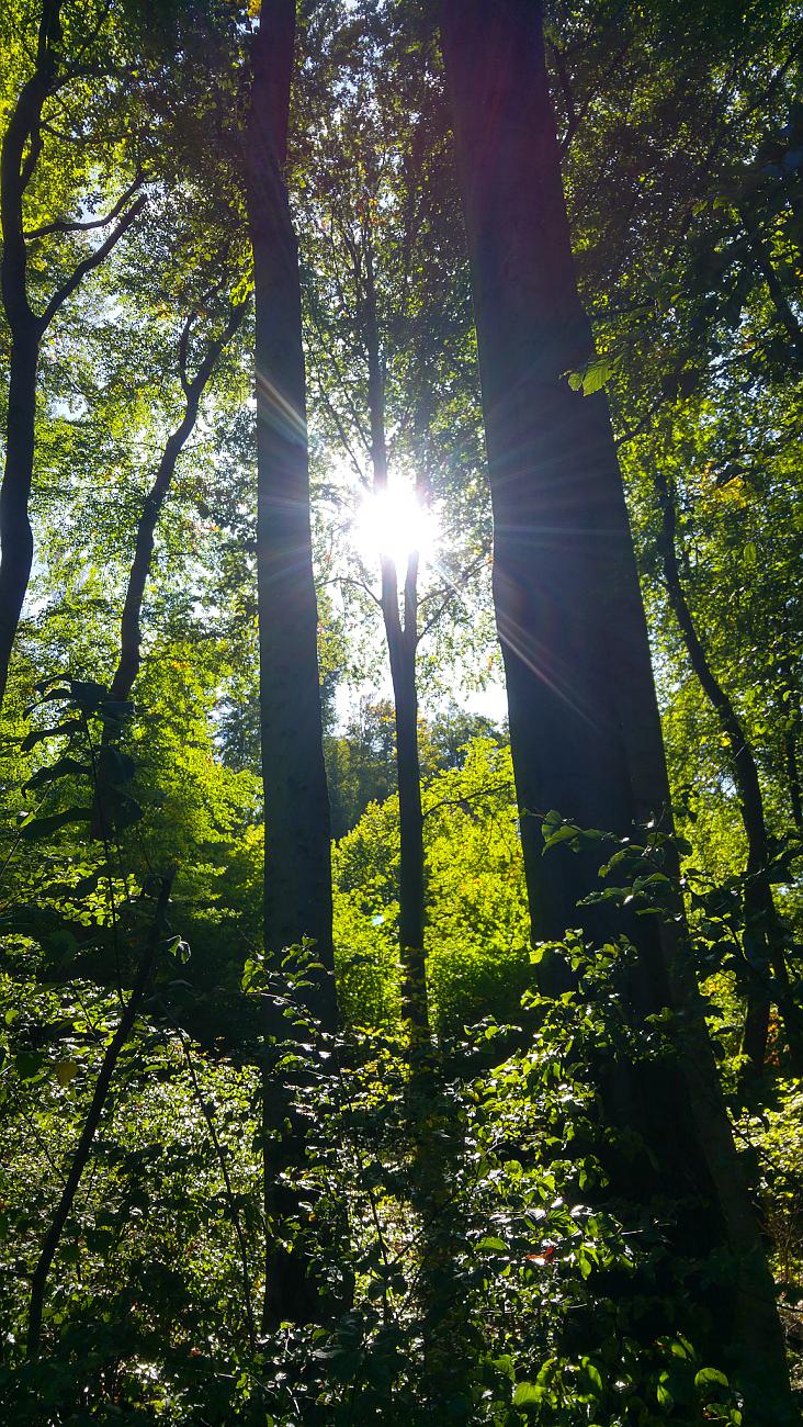 Foto: Martin Zehrer - Herbst-Wander-Sonntag durch den Armesberg-Wald... Traumhaft! 29.9.2019<br />
<br />
Das Wetter war perfekt, leicht frischer Wind aber in der Sonne ließ es sich gut aufwärmen... 