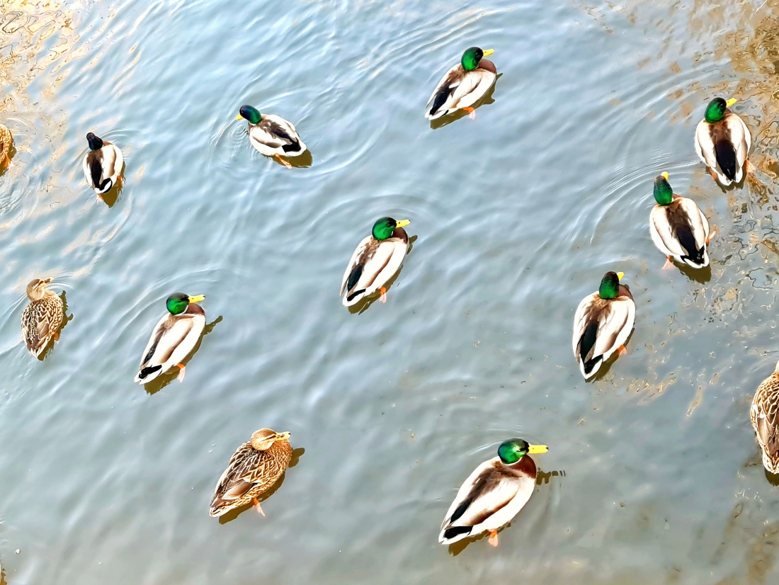 Viele Enten tummeln sich im Zulauf des Stadtweihers.