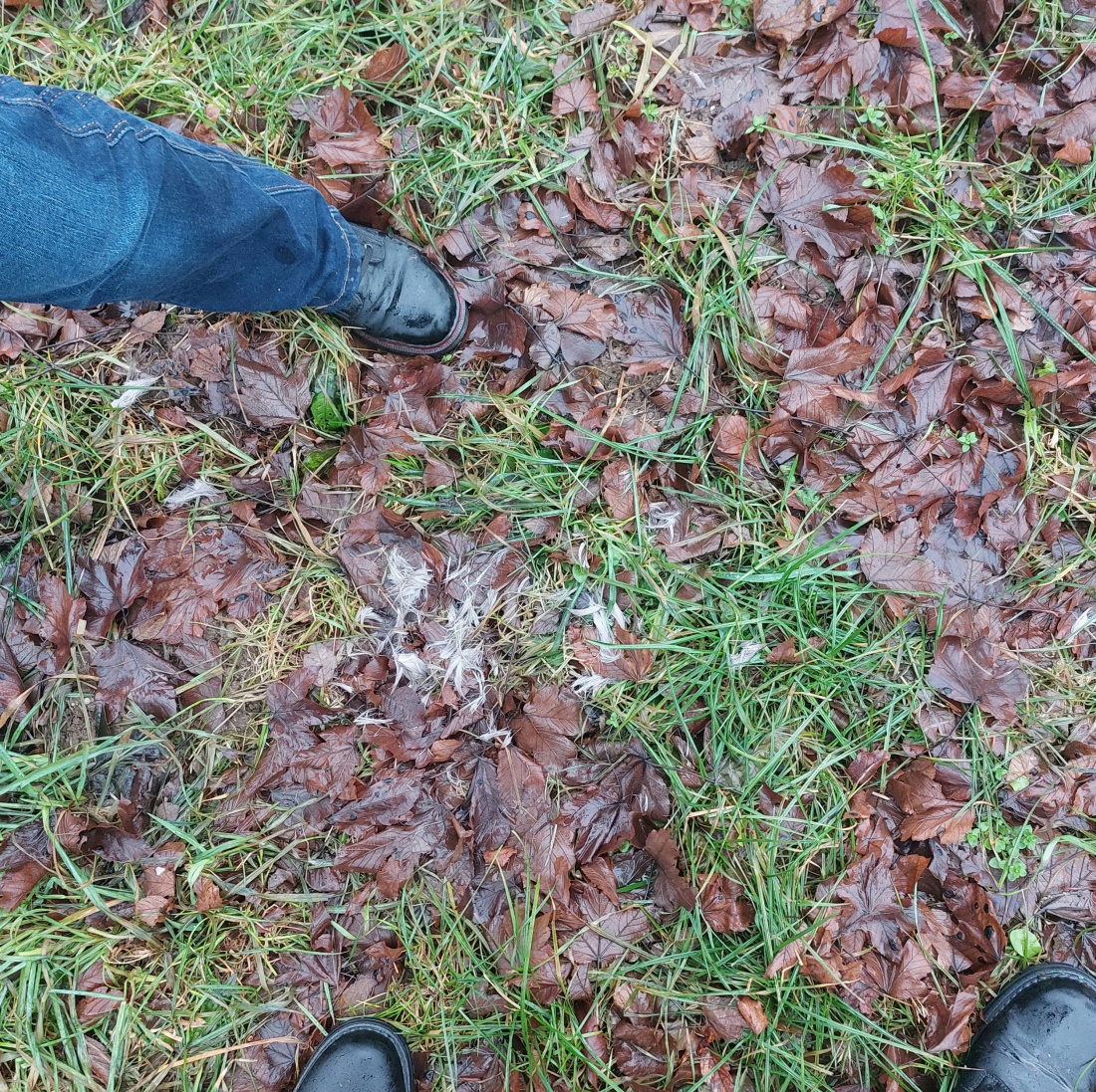 Foto: Martin Zehrer - Knochen auf einer Wiese bei Godas...<br />
Am Donnerstag, 30. Dezember 2021, haben wir beim Spaziergang dieses Bein eines Rehs ca. 300 Meter oberhalb von Godas entdeckt.<br />
An z 