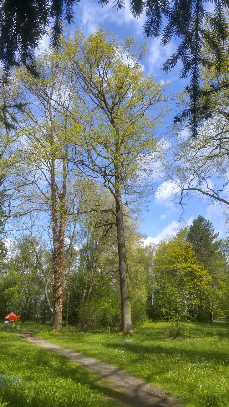 Foto: Martin Zehrer - Stadtpark in Kemnath am 2. Mai 202 