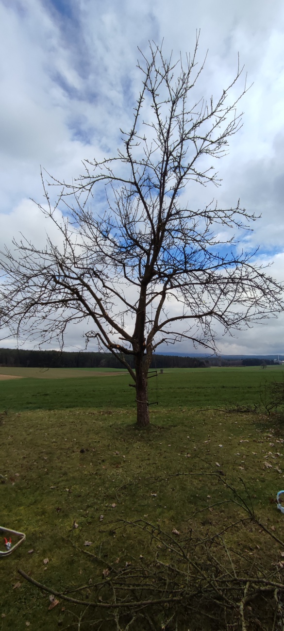 Foto: Stefan Heining - Apfelbaum nach dem Schnitt. 