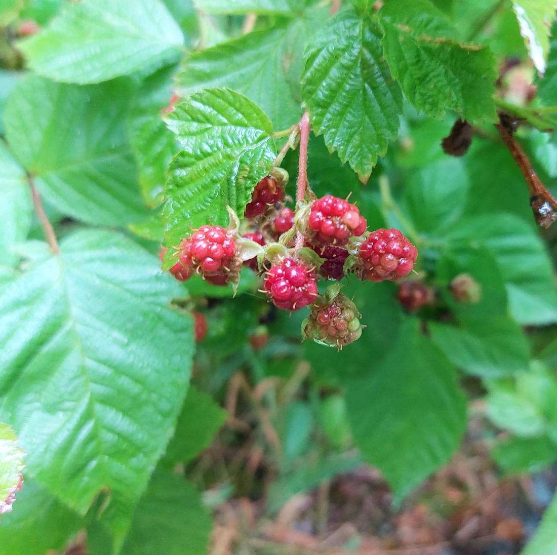 Foto: Martin Zehrer - Beeren: Naschereien, entdeckt beim Waldspaziergang... 