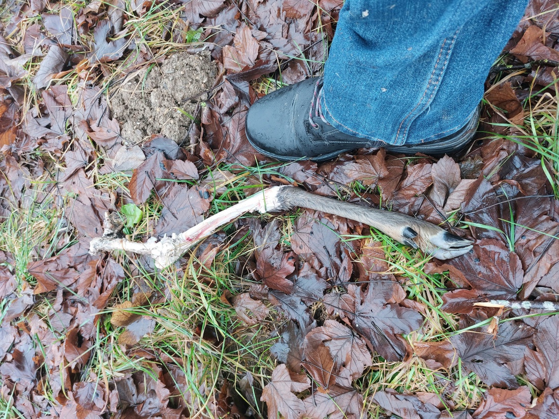 Foto: Martin Zehrer - Knochen auf einer Wiese bei Godas...<br />
Am Donnerstag, 30. Dezember 2021, haben wir beim Spaziergang dieses Bein eines Rehs ca. 300 Meter oberhalb von Godas entdeckt.<br />
An z 