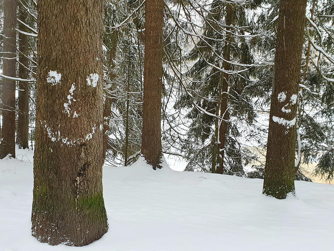 Foto: Martin Zehrer - Fichtelsee... der Wald hat Gesichter :-) 