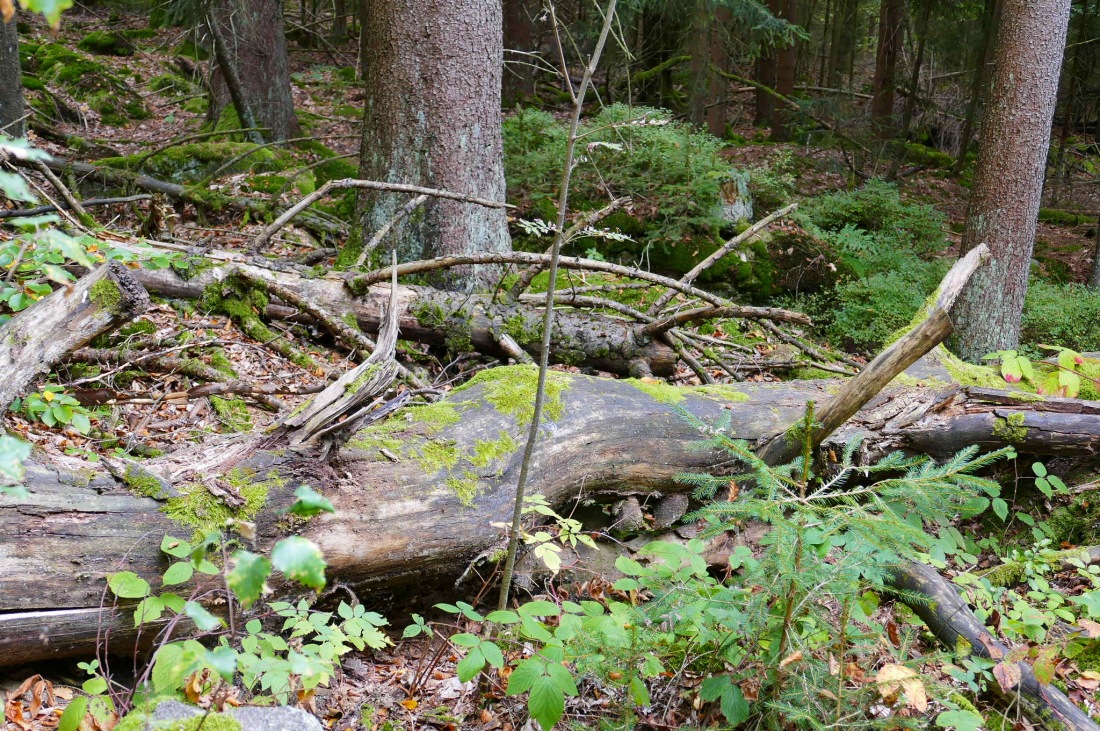 Foto: Martin Zehrer - Wandern im Steinwald<br />
<br />
Gleicht einem Urwald 