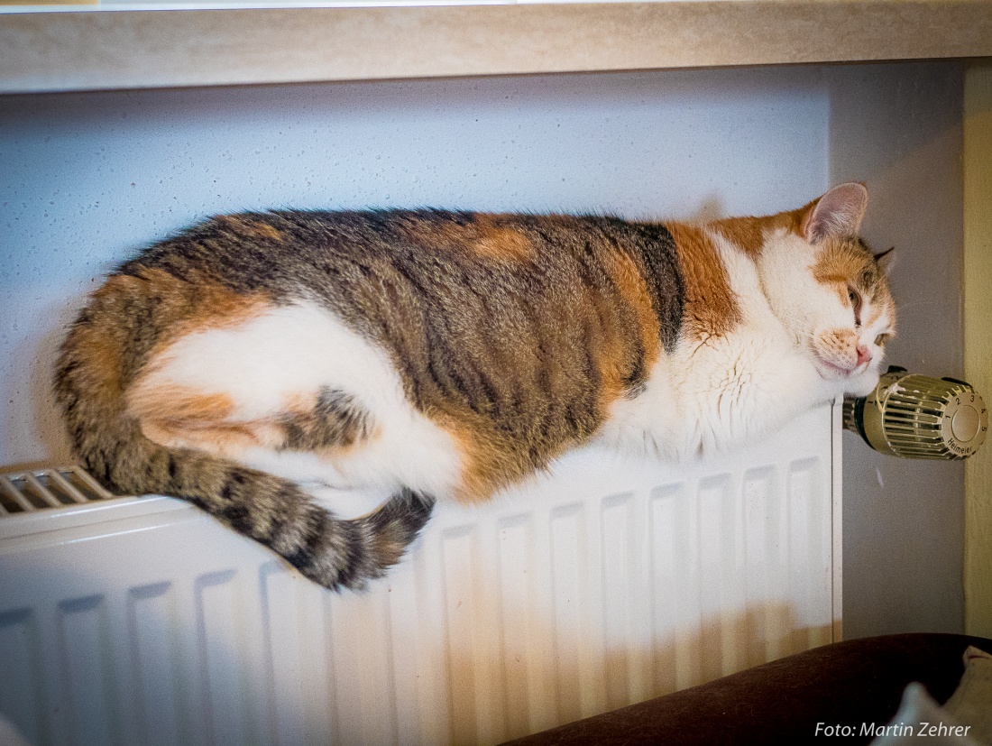 Foto: Martin Zehrer - Tagträume einer Katze... Luzi auf ihrer wärmenden Heizung. ;-) 