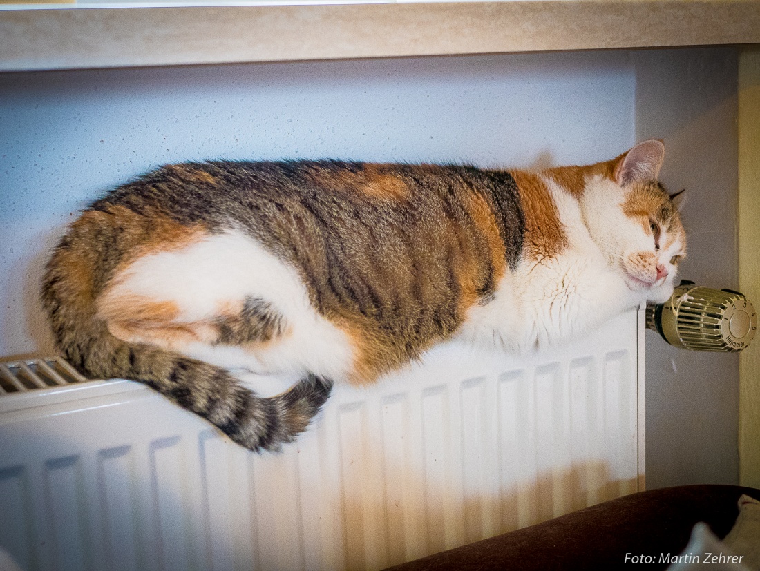 Foto: Martin Zehrer - Tagträume einer Katze... Luzi auf ihrer wärmenden Heizung. ;-) 