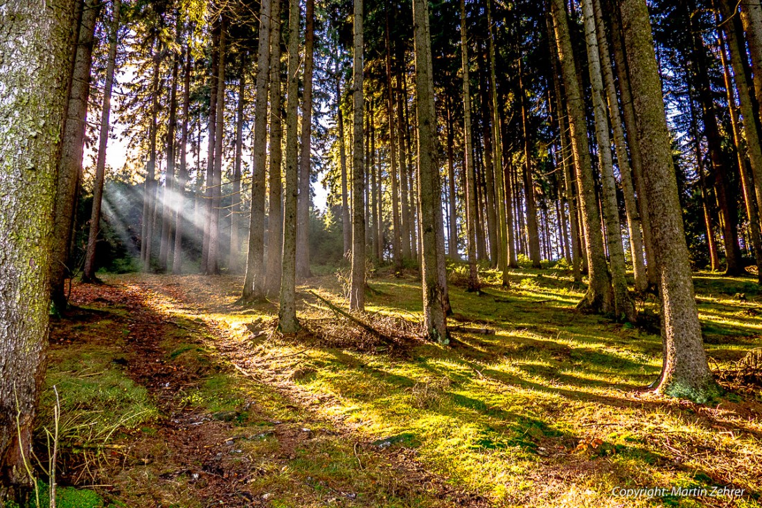 Foto: Martin Zehrer - Geh raus in den Wald... Welch ein Herbst-Schauspiel... und so ein unglaublich schönes Wetter. 