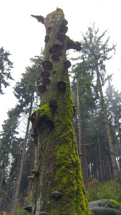 Foto: Martin Zehrer - Einzigartige Baumformationen im Steinwald... 