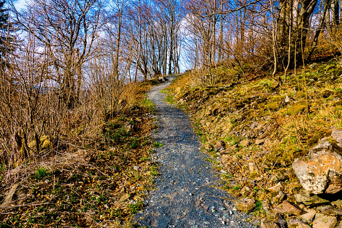 Foto: Martin Zehrer - Frühling auf dem Armesberg. Erste Hummeln fliegen durch die Gegend. Schmetterlinge lassen sich entdecken. Grüne kleine Pflanzen drücken mit aller Kraft durch das Herbstla 